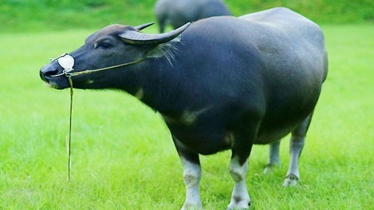 Mơ thấy con trâu là điềm gì? Giải mã giấc mơ thấy con trâu chi tiết nhất