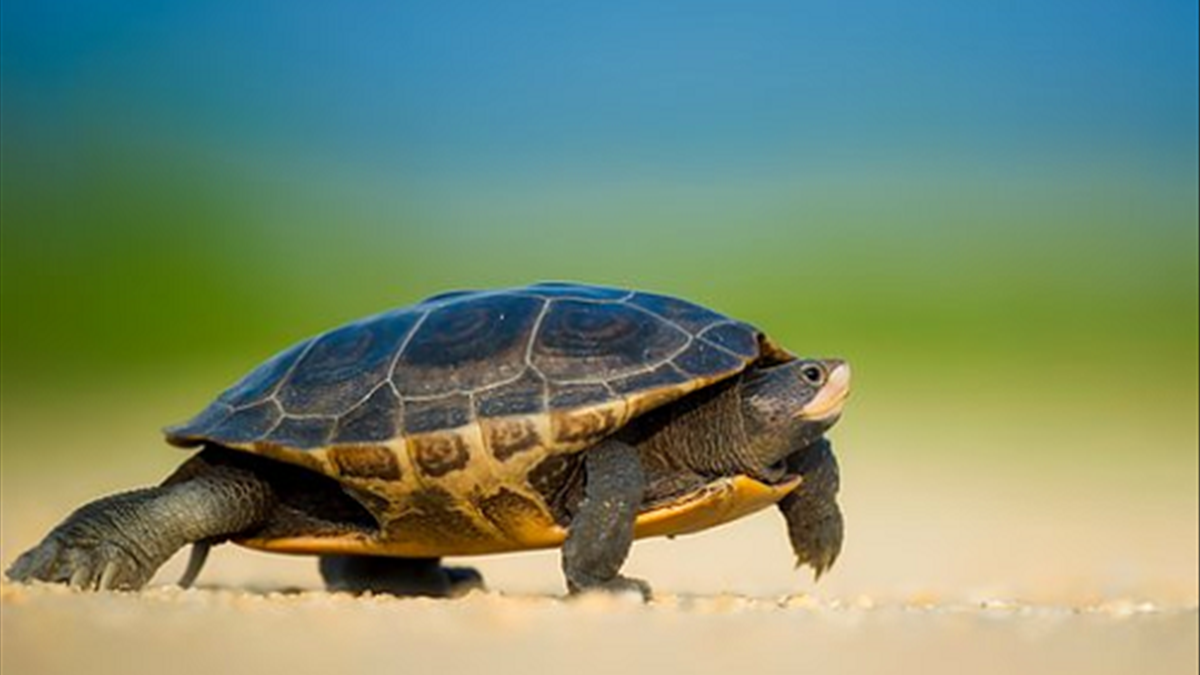 Mơ thấy rùa là điềm báo gì? Giải mã giấc mơ mang ý nghĩa may mắn và bình an