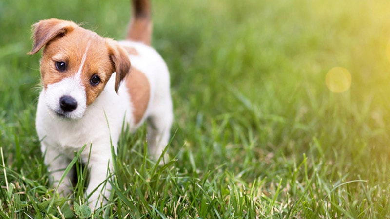 Mơ thấy chó là gì và điều đó dự báo điều gì