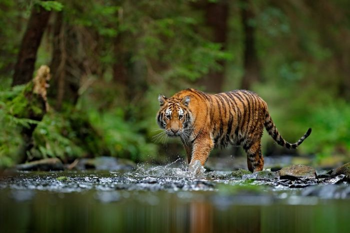 Mơ thấy hổ là điềm gì? Giải mã giấc mơ thấy hổ chi tiết nhất
